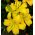 Lilijas Āzijas Dzeltens - Lilium Asiatic White