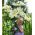 Tree Lily Lilium Pretty Women - květinové cibulky / hlíza / kořen