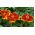 Marigold Kırmızı Marietta tohumlar - Tagetes patula nana - 350 tohum - Tagetes patula L.