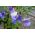 Семена от син сладък грах - Lathyrus odoratus - 36 семена