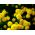 Feverfew насіння Золотий м'яч - Chrysanthemum parthenium fl.pl. Goldball - 1500 насіння - Chrysanthemum parthenim