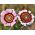 Boyalı Papatya Tricolor Rainbow Mix tohumları - Krizantem carinatum - 750 tohumlar - Chrysanthemum carinatum