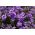 Dame's Rocket, Sweet Rocket semințe - violet - Hesperis matronalis - 500 de semințe