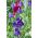 Purple Sweet Pea sēklas - Lathyrus odoratus - 36 sēklas