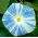 Jutarnja slava Arlekin (mješovito) sjeme - Ipomea purpurea - 35 sjemenki - Ipomoea purpurea - sjemenke
