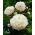 Paeonia, Peony Shirley Temple - bulb / tuber / root