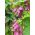 Насіння Rhodochiton Purple Bell - Rhodochiton atrosanguineus - 6 насінин - насіння