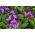 Θαλασσινοί σπόροι ηλιοτρόπου - Heliotropium arborescens - 200 σπόροι