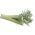 Cardoon种子 -  Cynara cardunculus  -  25种子 - Cynara cardunuculus Bianco avorio - 種子