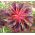 Mélange de graines d'Amarante Tricolore - Amaranthus tricolor - 1400 graines