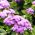 Агерантум, Флосс Семе цвећа - Агератум хоустонианум Милл. - 4750 семена - Ageratum houstonianum