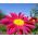 Benih Campuran Tunggal Daisy Robinson - Chrysanthemum coccineum - 200 biji
