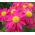 Malovaný Daisy Robinson Single Mix semena - Chrysanthemum coccineum - 200 semen