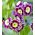 Primrose zmiešané semená - Primula x pubescens - 110 semien