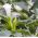 ムーンフラワー、天使のトランペットの種 - ダトゥラ・ファストゥーサ -  21種 - Datura fastuosa - シーズ