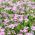 Pink Forget-Me-Not seeds - Myosotis alpestris - 660 seeds