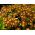 Dižā prīmula - Gold Lace - 36 sēklas - Primula elatior