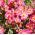 Sun Rose Ben Ledi karışık tohumlar - Helianthemum sp. - 350 tohum