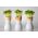 Smörgåskrasse - 500 gram - 225000 frön - Lepidium sativum