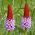 Hạt giống hoa anh thảo Primrose - Primula vialii - 140 hạt giống
