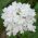 Garten-Eisenkraut Weiß - Verbena x hybrida - 120 Samen