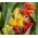 זרעי יריות הודית - קאנה אינדיקה - 5 זרעים - Canna