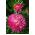 Nadel-Blütenblatt-Aster gemischte Samen - Callistephus chinensis - 450 Samen