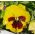 Darželinė našlaitė - Yellow Red Eye - geltona - raudona - 320 sėklos - Viola x wittrockiana
