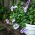 ペチュニアデュオ混合F1種子 - ペチュニアmultiflora fl.pl。 -  10の種 - Petunia x hybrida pendula fl. pl.  - シーズ