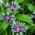 Πολυετείς σπόροι από μελισσοκομία - Centaurea montana - 80 σπόρους