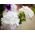 Hạt Verbena trắng - Verbena x hybrida - 120 hạt