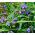 Σπόροι Spiderwort - Tradescantia x andersoniana - 56 σπόροι