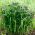 Spiderwort sėklos - Tradescantia x andersoniana - 56 sėklos