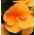 Großblumiges Stiefmütterchen Orange Sun Samen - Viola x wittrockiana - 320 Samen