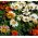 Treasure Flower, Gazania mezcla de semillas - Gazania rigens - 75 semillas - Gazania splendens