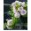 Петуниа Дуо Мешано семе Ф1 - Петуниа мултифлора фл.пл. - 10 семена - Petunia x hybrida pendula fl. pl. 
