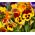 Pansy Matrix Yellow Blotch seeds - Viola x wittrockiana - 400 biji