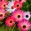 فرش سحر و جادو دانه های مخلوط - Mesembryanthemum criniflorum - 1600 دانه - Doroteantus bellidiformis