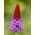 Primrose סינית פגודה זרעים - Primula vialii - 140 זרעים