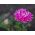 Krūmu Aster Milady rozes sēklas - Callistephus chinensis - 500 sēklas
