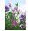 Almindelig ærteblomst - mix - 60 frø - Lathyrus odoratus