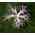 Biji besar Pink, benih Dianthus Superbus - Dianthus superbus - 280 biji