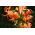 Lilium, Lily Tigrinum - cibuľa / hľuza / koreň - Lilium Tigrinum