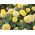 Marigold Vanilla seeds - Tagetes erecta nana fl. Pl - 6 seeds