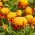 Tagetes patula - Orange Flame - 350 sementes - Tagetes patula L.