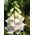 Paprastoji rusmenė - Elsie Kelsey - 1000 sėklos - Digitalis purpurea