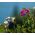 Αμυγδαλισμένοι αειθαλείς μπιφτέκι σπόροι - Lathyrus latifolius - 36 σπόροι