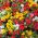 苔藓玫瑰混合种子 -  Portulaca grandiflora  -  4500种子 - Portulaca L. - 種子