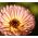 Календула лекарственная - Pink Surprise - 120 семена - Calendula officinalis