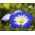 Morning Glory seeds - Convolvulus Tricolor - 200 seeds